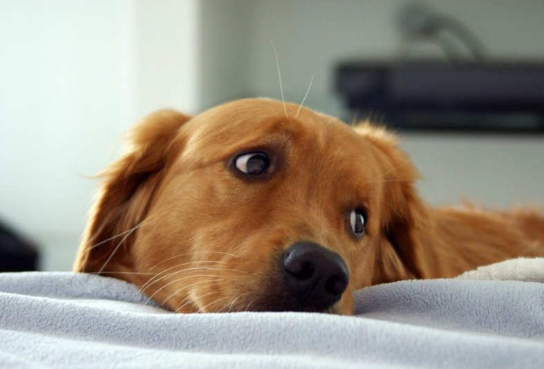 金毛眼睛发炎用什么眼药水