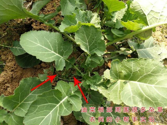 啥时候开始种油菜 v2-631c2ea66bf827aa3396ca4832fb15ef_r.jpg