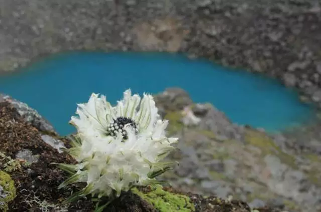 许巍歌中的"蓝莲花",就怒放在青藏高原的后花园.