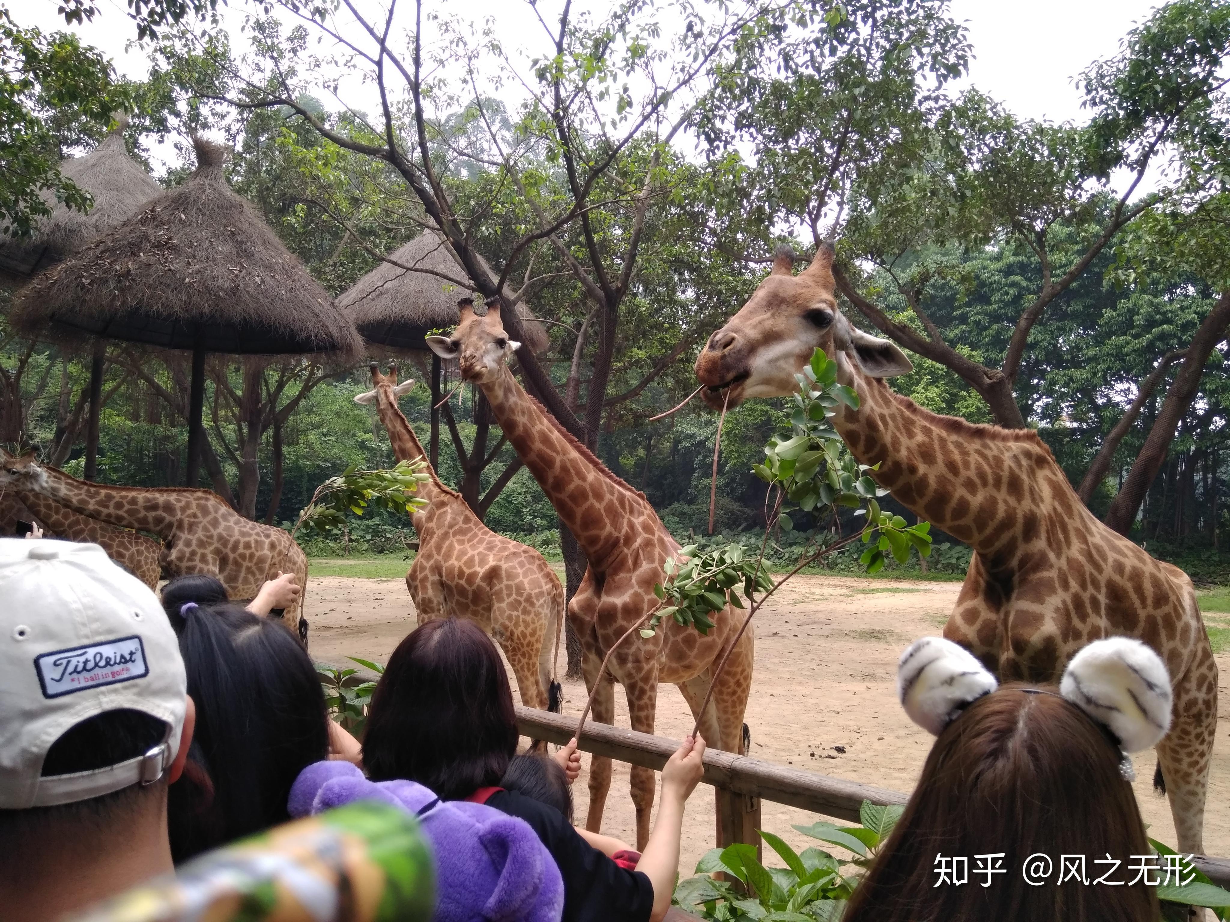 深度游广州长隆野生动物世界一天全体验攻略北门进出
