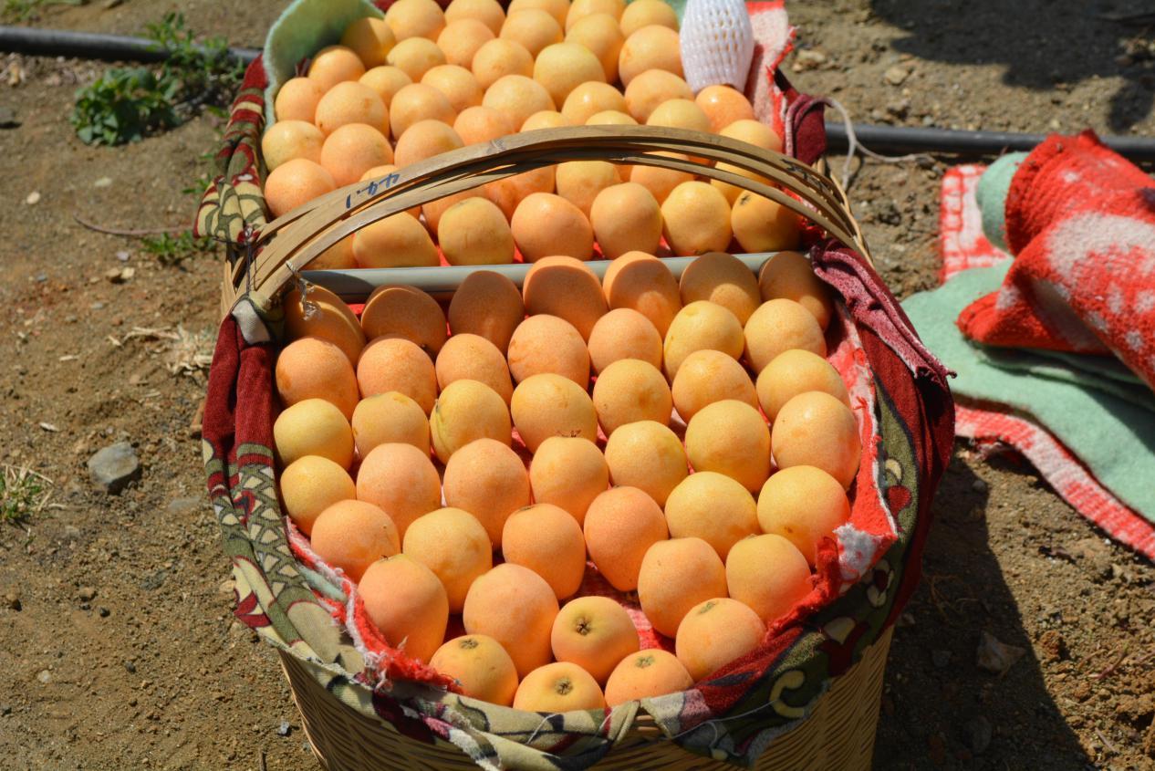 冬天里吃到的米易枇杷是反季节水果吗如何保存如何吃