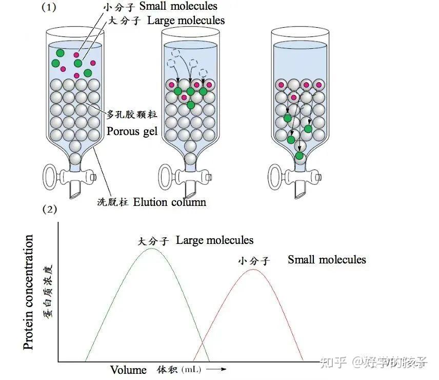 蛋白偶联物纯化和表征方法 知乎