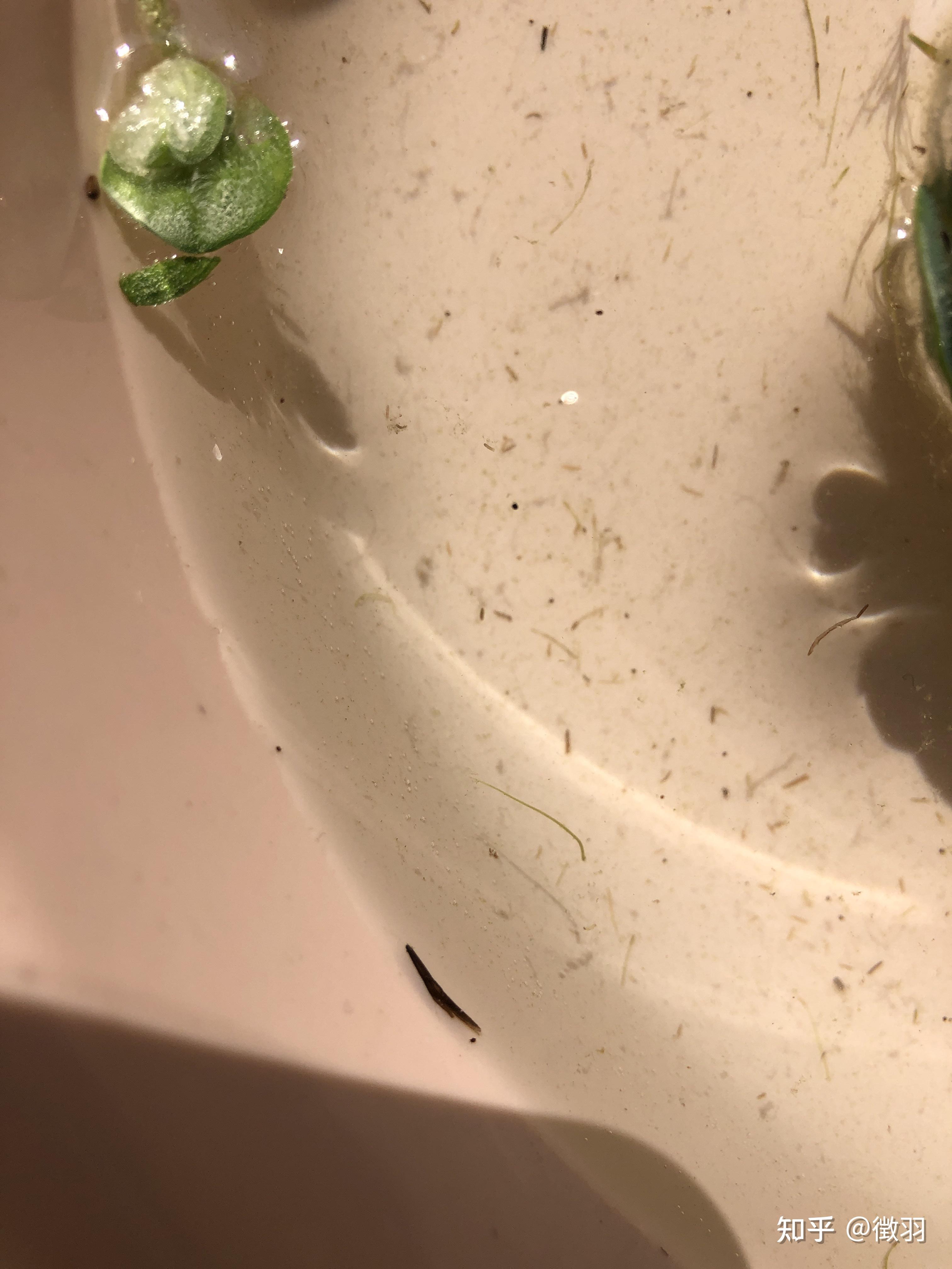 水芙蓉曝光商家植物带虫