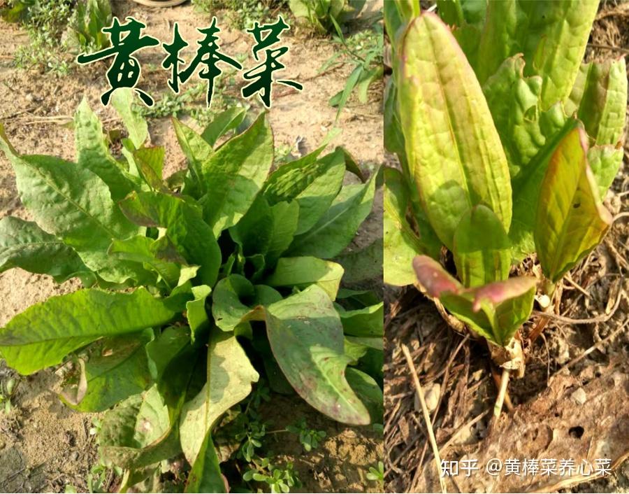 黄棒菜土地改良价值提升土壤有机质治理盐碱地打破土壤板结焕活沙化地