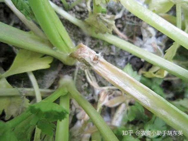 香菜枯萎黃萎病死苗怎麼辦重茬根腐用什麼藥防治爛根病防治用藥根小子