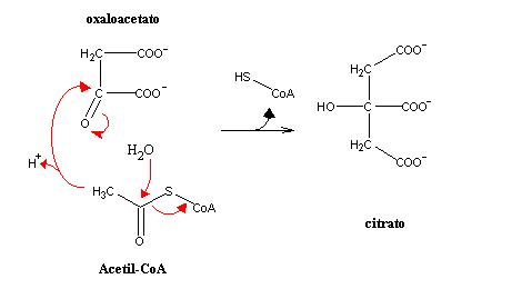 如何理解「三羧酸循环中间产物起催化剂的