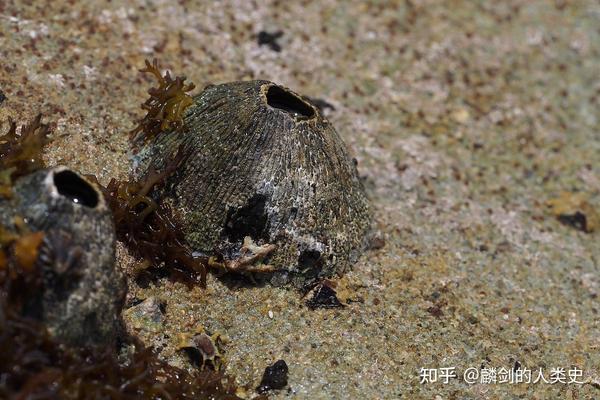 【动物界全系列】围胸下纲—藤壶目（上） - 知乎