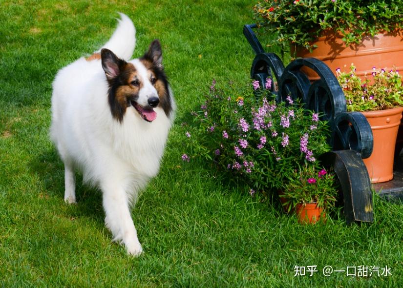 蘇格蘭牧羊犬好養嗎?要怎麼養 - 知乎