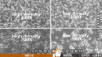 MC38细胞培养，小鼠结肠癌细胞培养攻略-丰晖生物 - 知乎