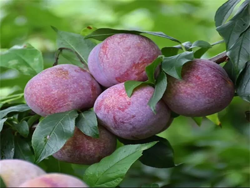 英英李子苗基地详细介绍西梅女神李子苗