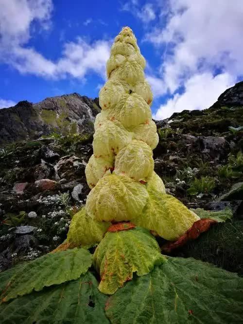 探秘藏药no33一生只绽放一次的塔黄