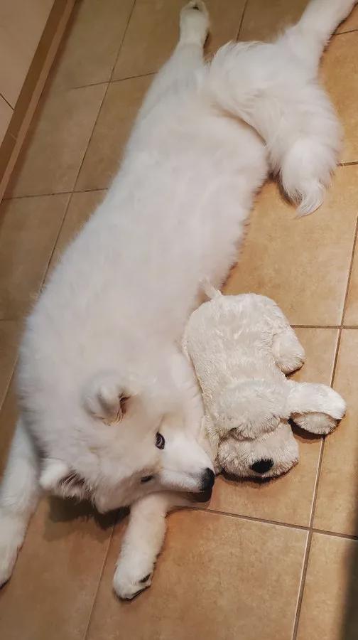 小时候喜欢飞机趴的金毛长大后太萌了哈哈哈