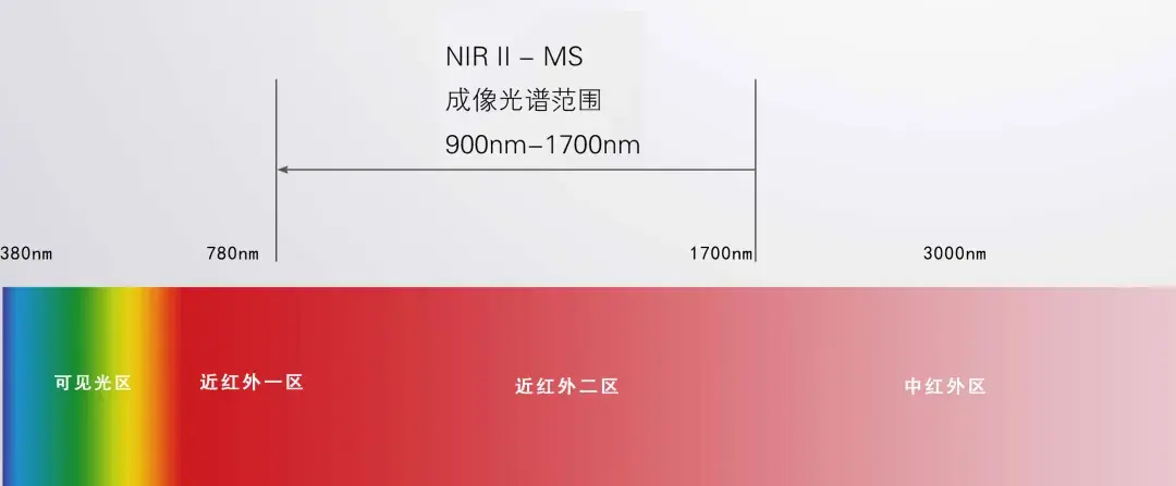 一场从近红外二区活体显微成像中受益的发现之旅