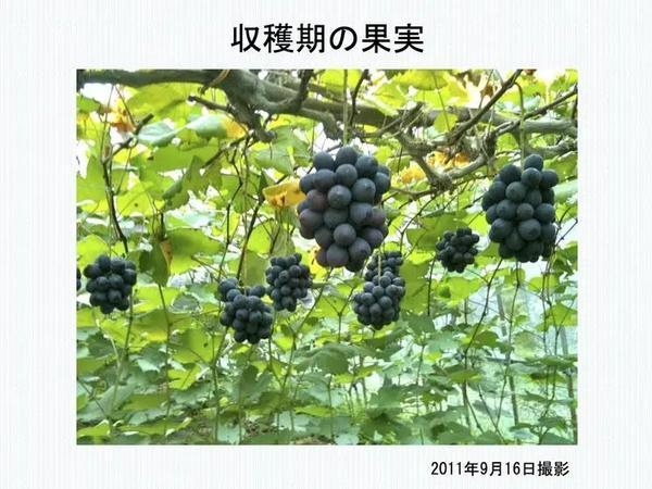 黑皇葡萄苗 黑皇葡萄苗简介 知乎