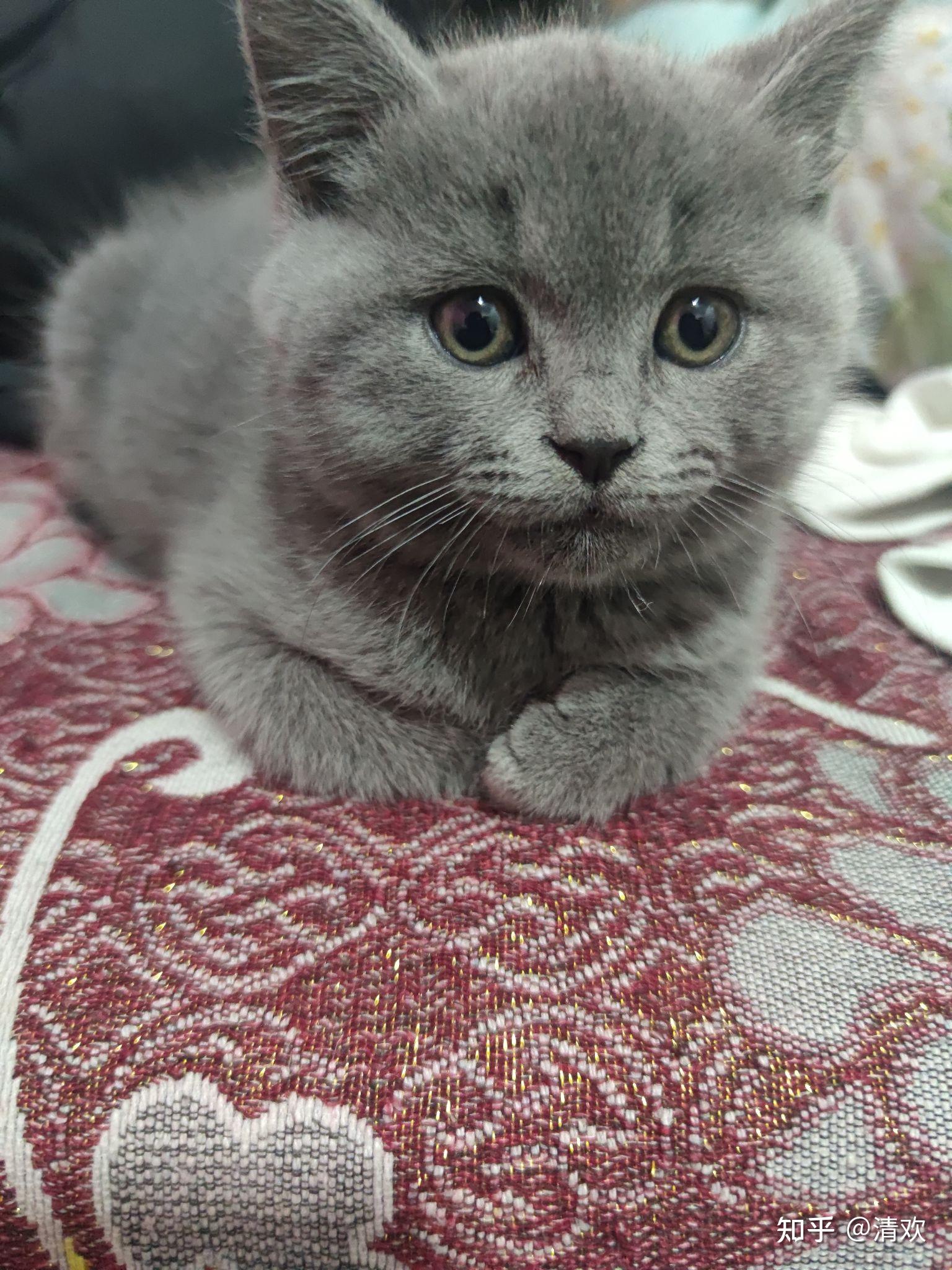 两个半月的小蓝猫有什么推荐的猫粮吗出事的猫粮太多了怕踩到雷