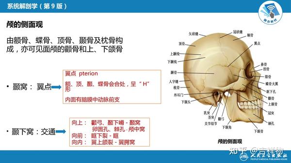 系统解剖学笔记1-颅骨 - 知乎