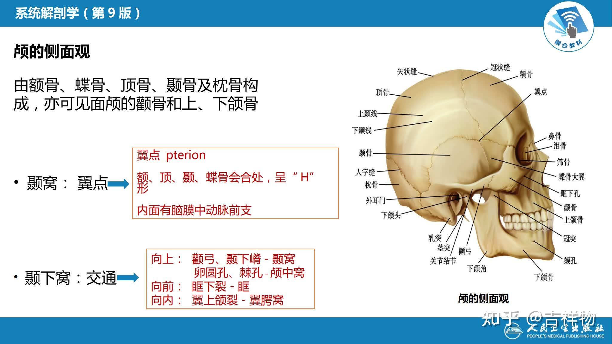 系统解剖学笔记1-颅骨 - 知乎