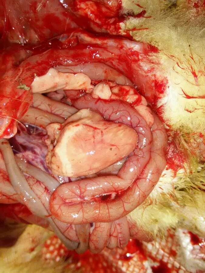 肉鸭虎斑心强流感没有治疗方案点进来