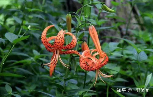 草原最美的花 红红的萨日朗是什么花 萨日朗是什么样的花 双偶网