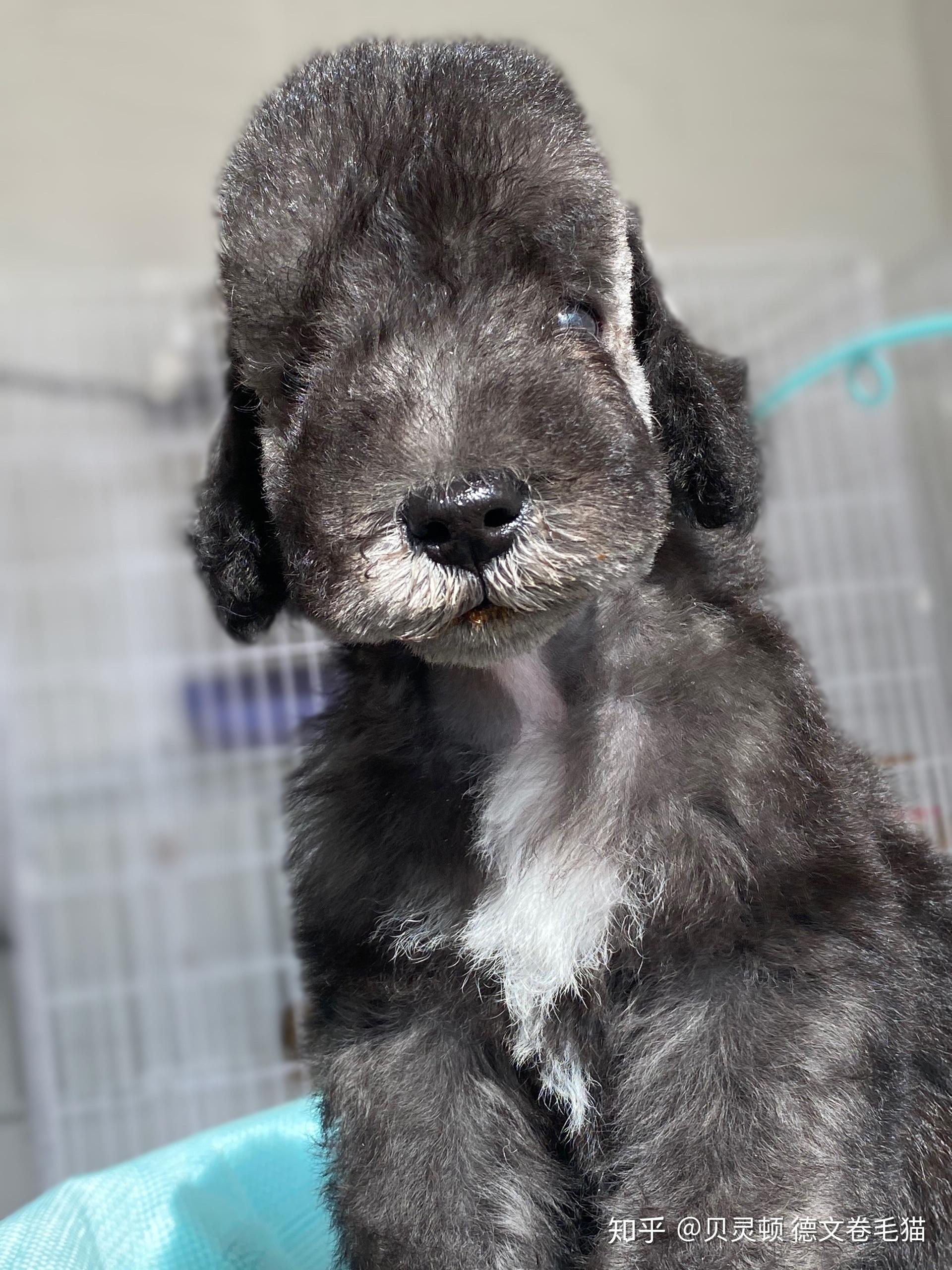 不掉毛没口水没体味的狗狗你喜欢吗贝灵顿梗