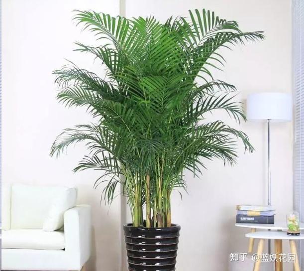室内养什么花好旺财运 v2-637da8febe0b072b3d57222c9d9a2247_r.jpg