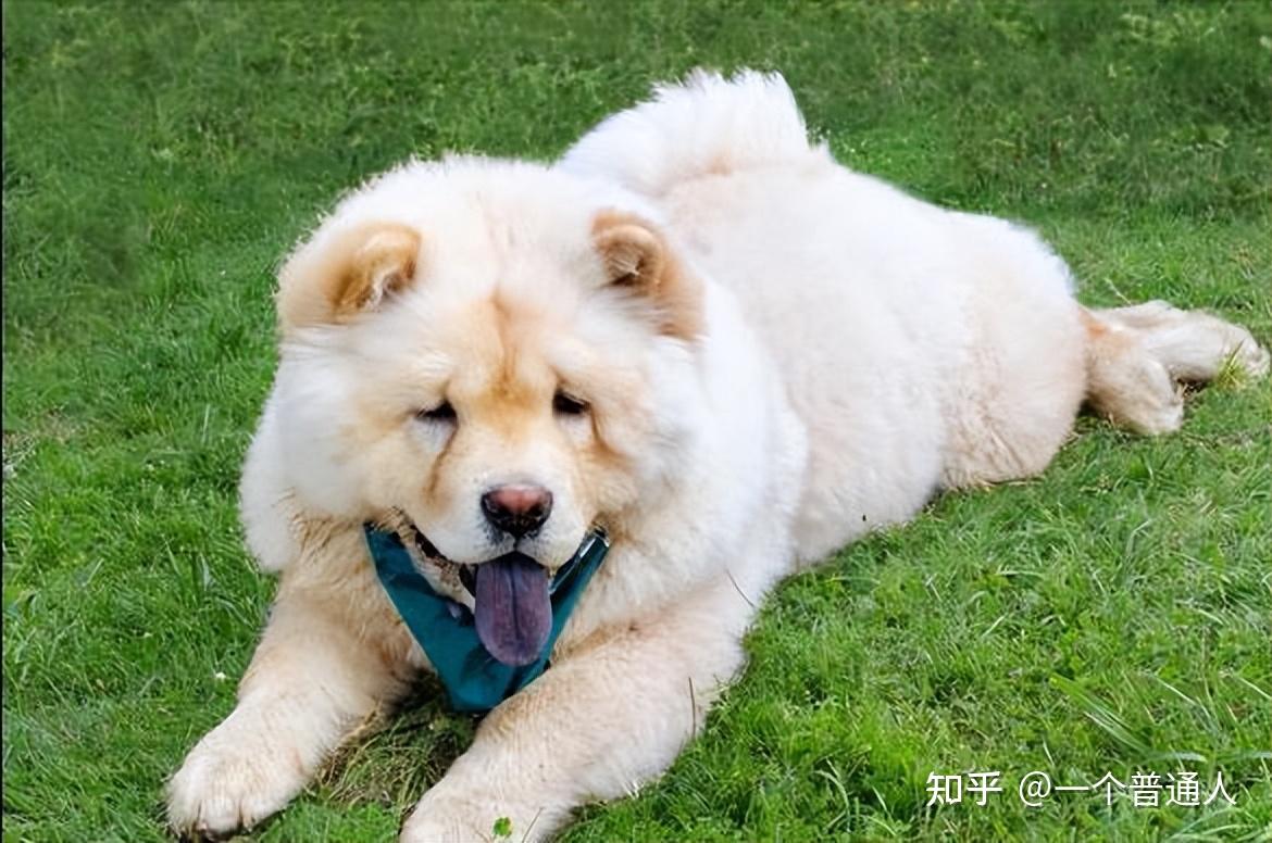 原来“松狮犬”,有这么多优点,怪不得让人爱不释手 - 知乎