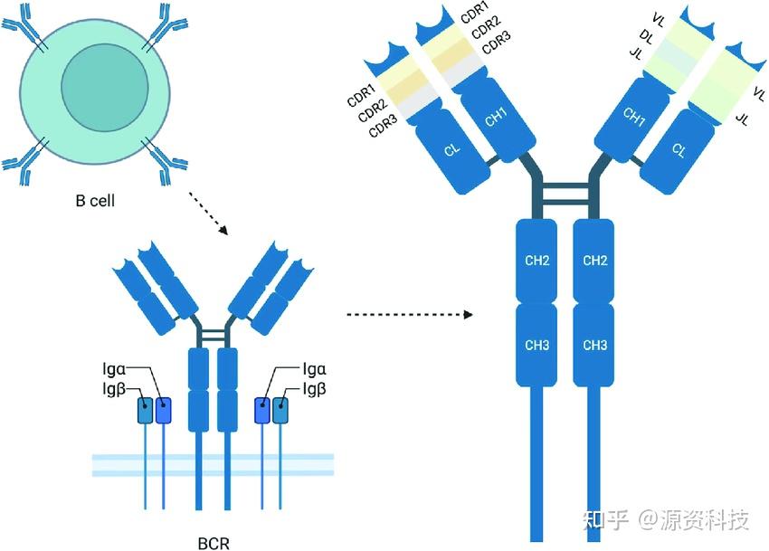 从scRNA-seq重建BCR的方法哪家强？头部药厂科学家做了个研究 - 知乎