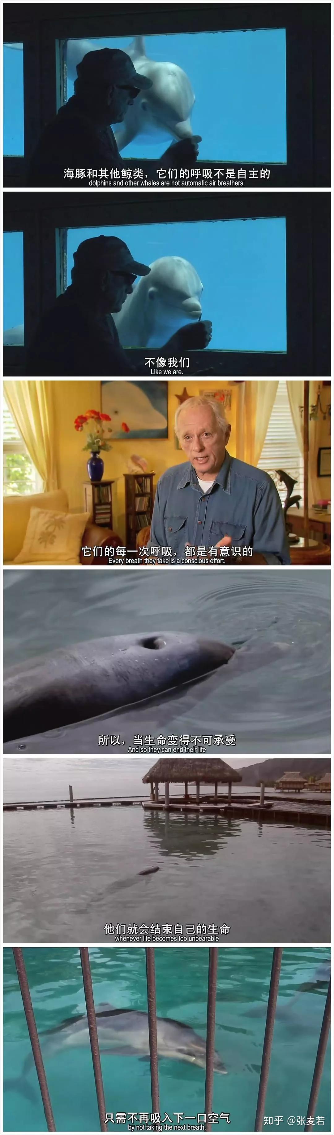 海豚湾一场血腥屠杀后的狂欢生而为人我很抱歉