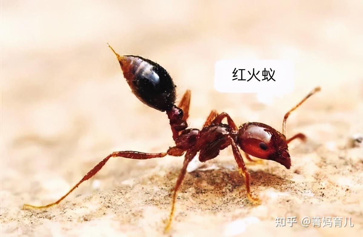 被会飞的黑色蚂蚁咬了 需要怎么处理?
