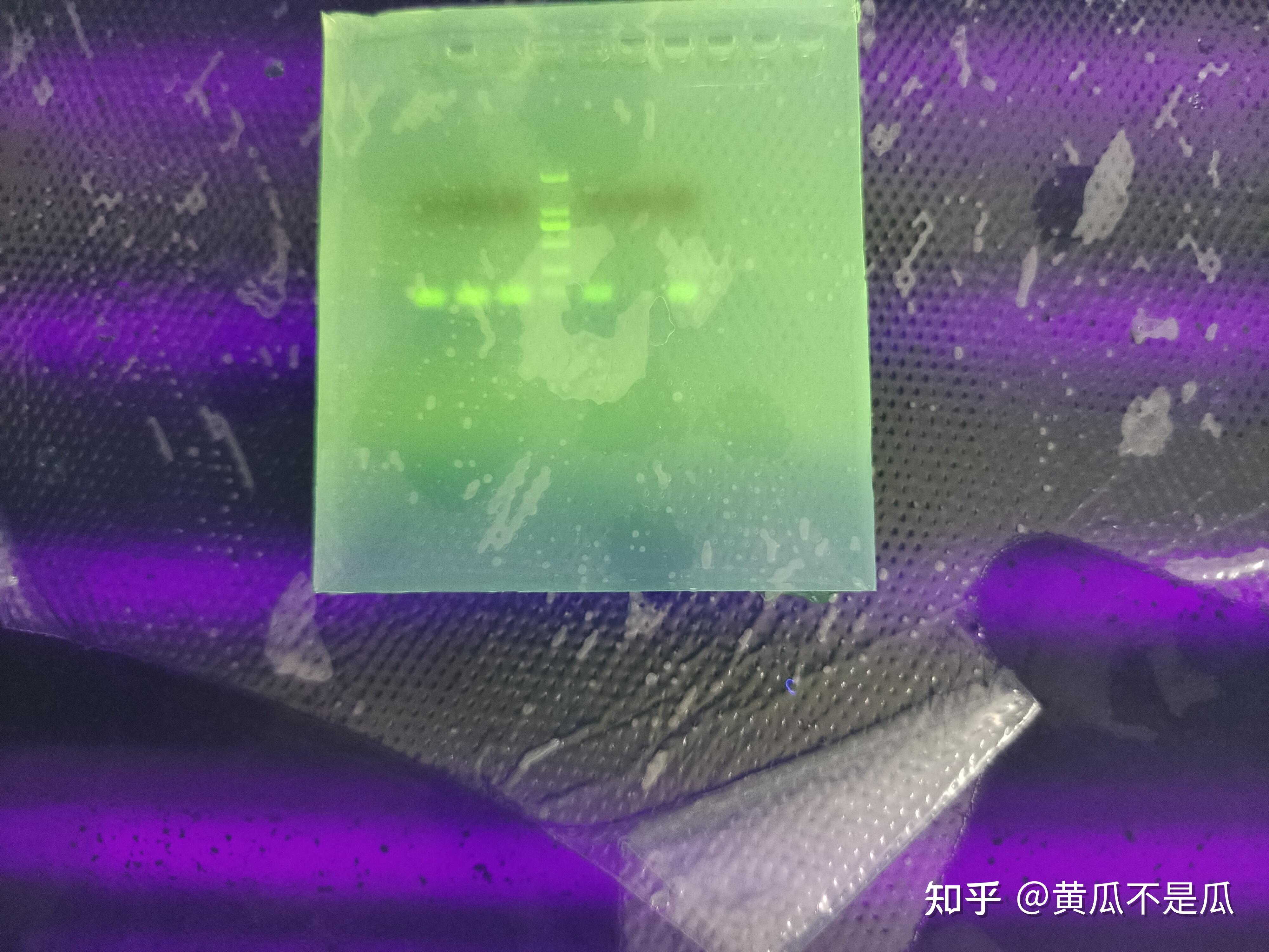 PCR胶回收后,测完浓度和跑胶,进行菌落PCR没有目的条带 - 知乎