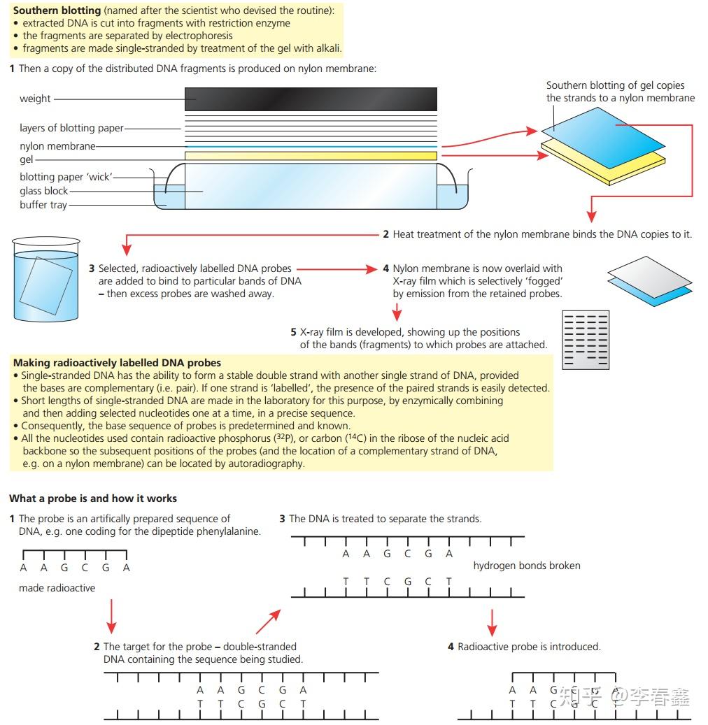 Topic 3.5 Genetic modification and biotechnology - 知乎