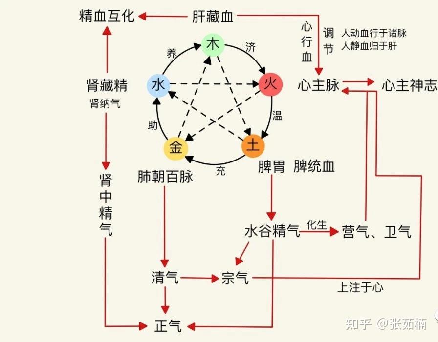 中医基础理论精讲 - 知乎