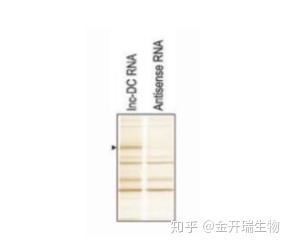 超详细！手把手教你做RNA pull down - 知乎