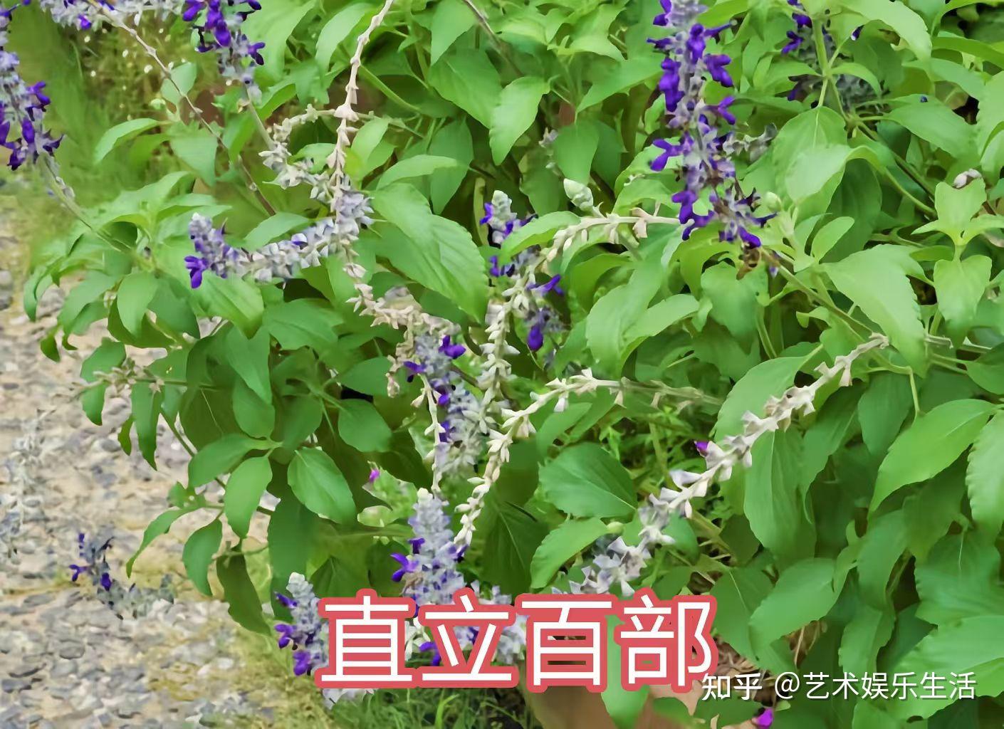 30种百部科植物的代表物种 - 知乎