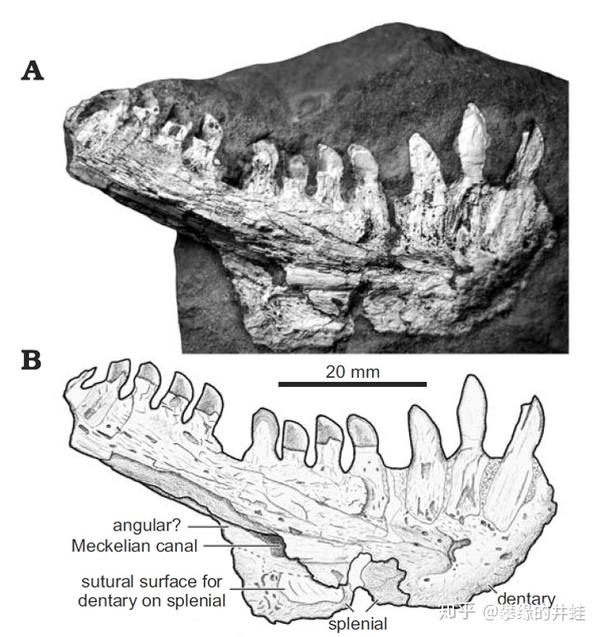 【地球演义】百兽图1:帆影 - 知乎