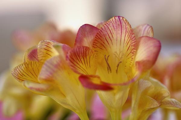 适合秋播花卉的10大品种 明年花开满阳台 知乎