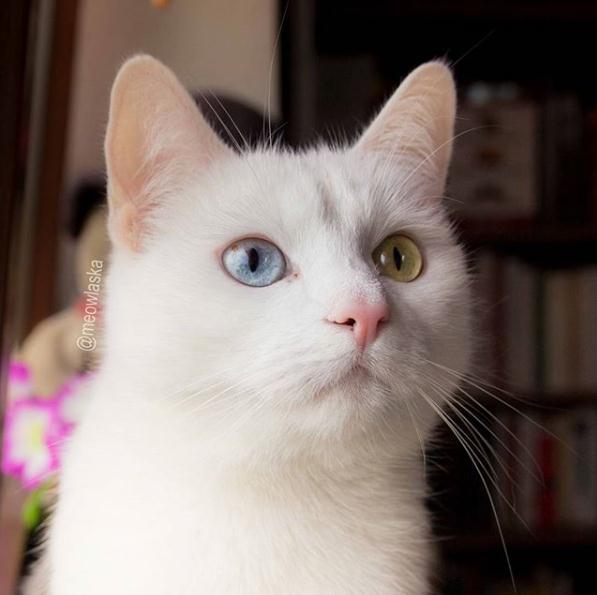 吸猫大会:异瞳白猫alaska