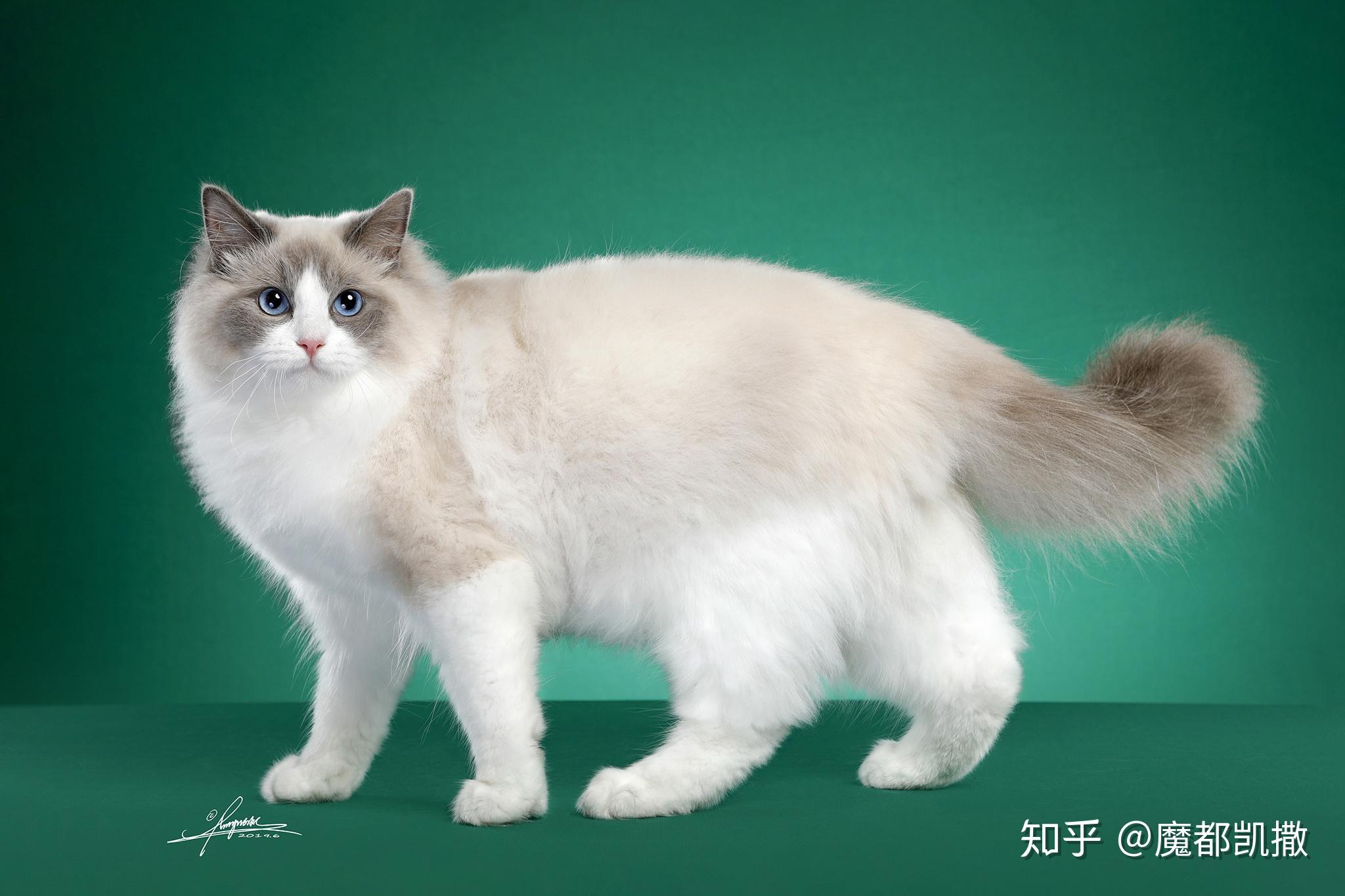 那么我们今天来了解下这样的猫能活多久布偶猫成年后能活多久国内最早