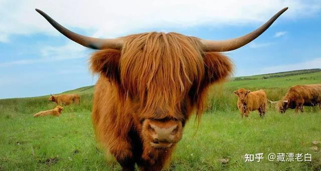 金丝牦牛起源