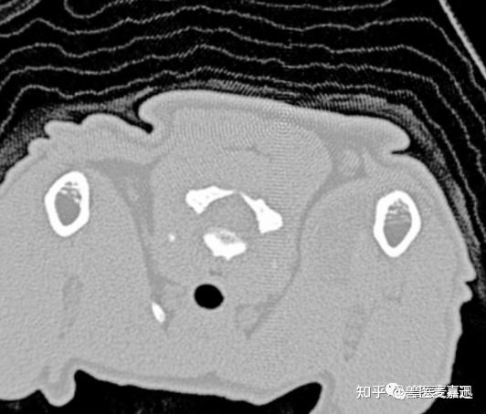 5000例動物ct經驗分享之如何提高ct圖像拍攝質量乾貨收藏