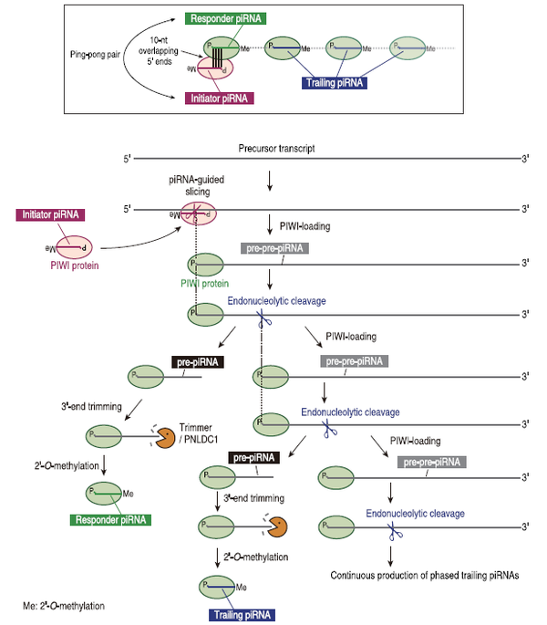 Nature | piRNA前体产生的机制 - 知乎