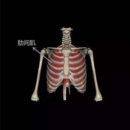 肋骨外翻胸下鼓起的两个包是什么鬼