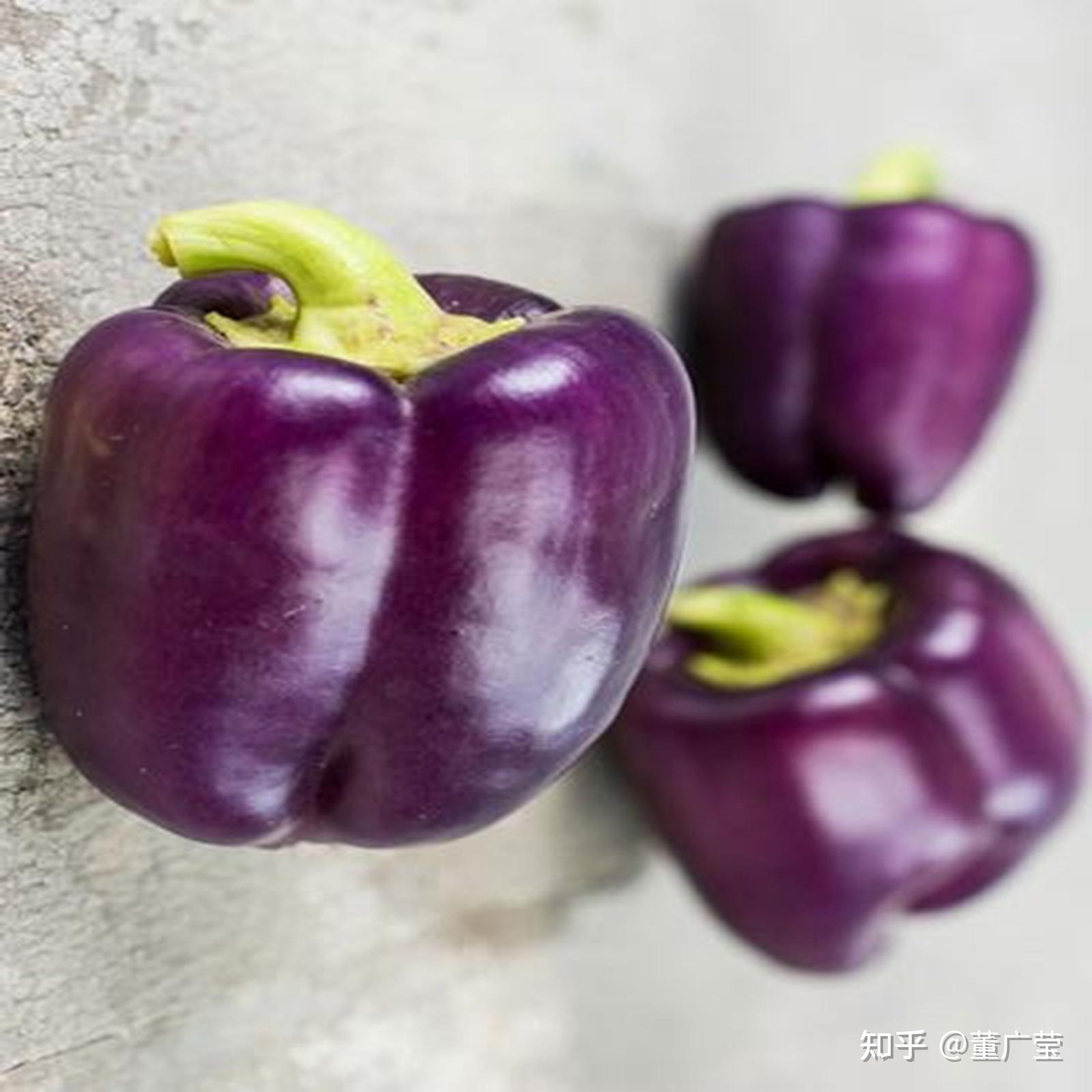 盆栽紫色小辣椒-中关村在线摄影论坛
