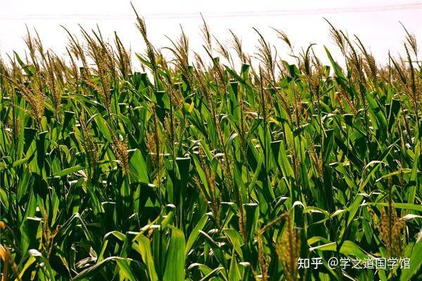解梦系列:梦见鲜花、水果、蔬菜、树木、庄稼是什么意思 - 知乎