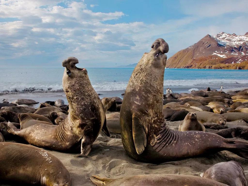 据说,他在1861年登上该岛时,看到岸边许多象鼻海豹,便将这座岛屿命名