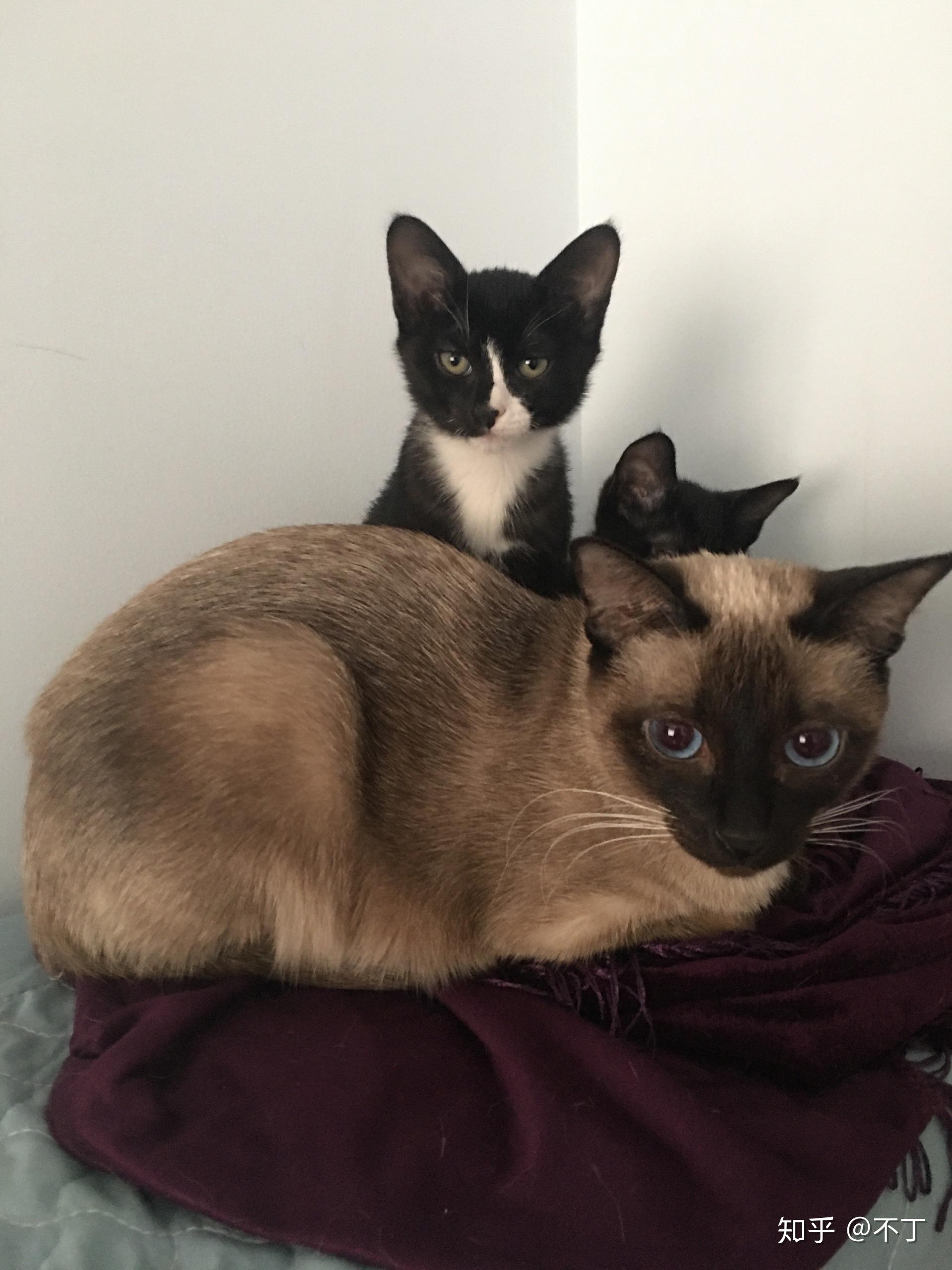 暹罗猫可以配狸花猫么