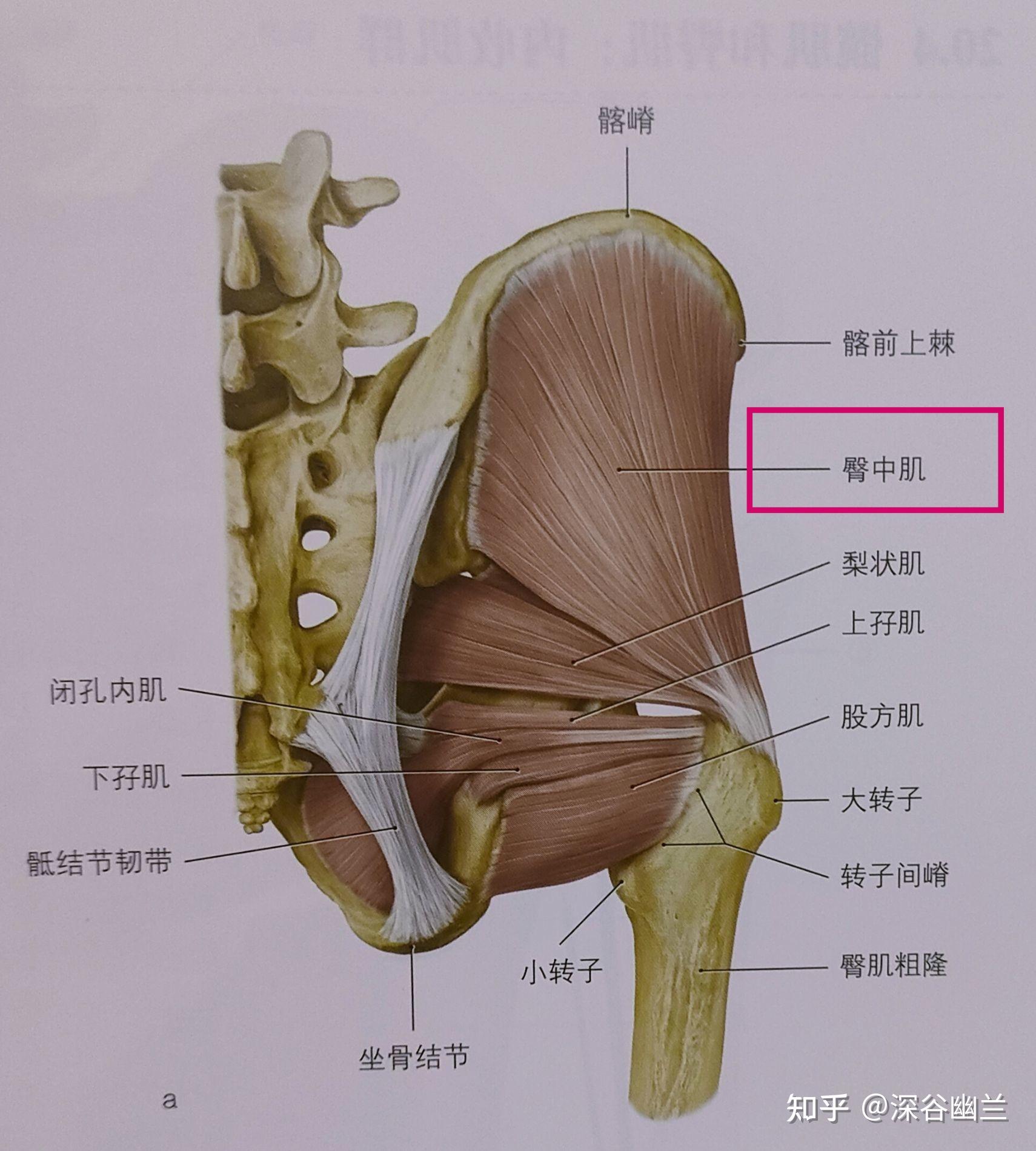 张肌,后缘的臀大肌上部纤维及附着于其下面髂胫束筋膜深层的臀中肌