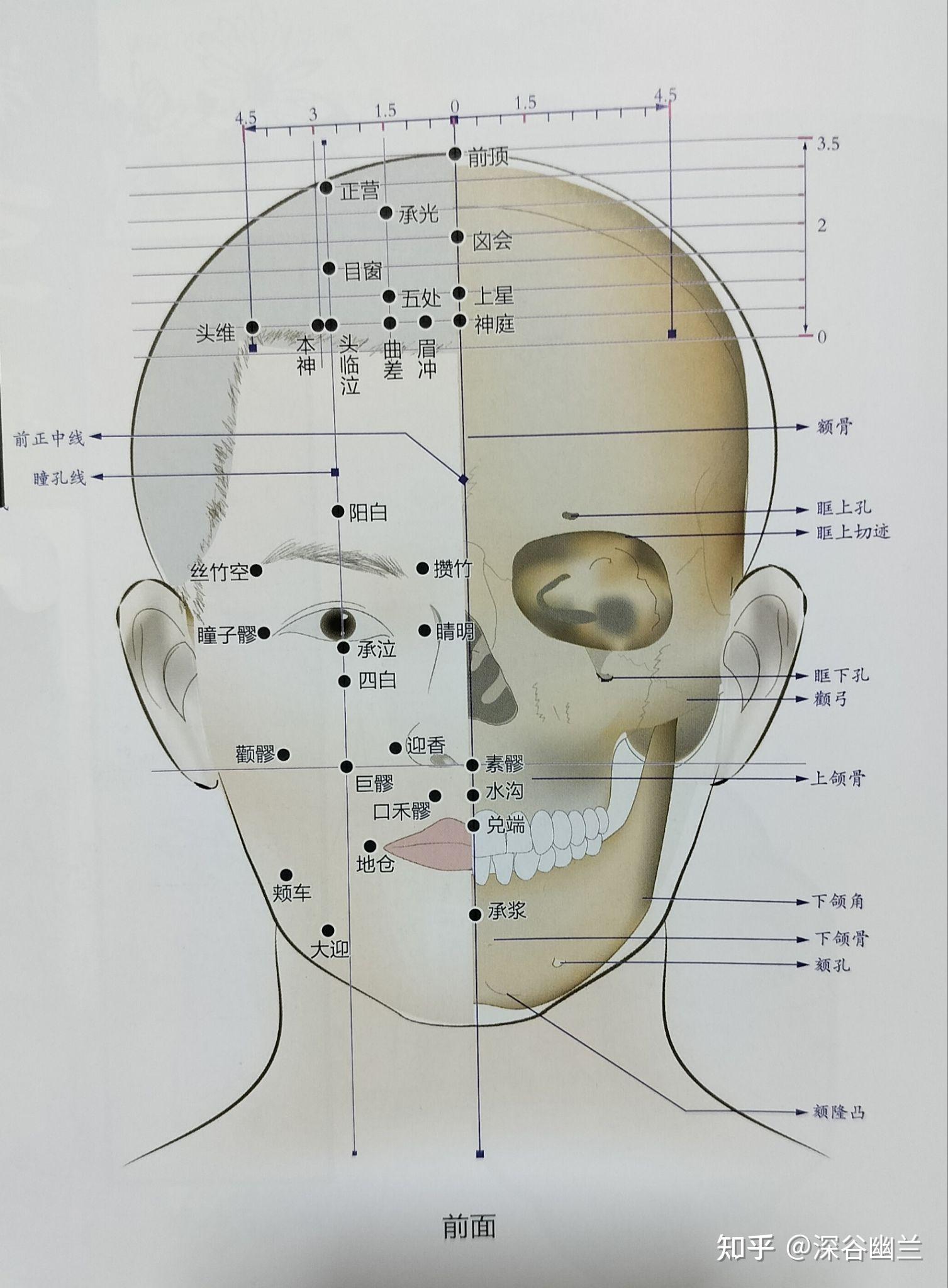 美容养生塑造健康美 第一章 面(8)面部足阳明大肠经穴位① - 知乎
