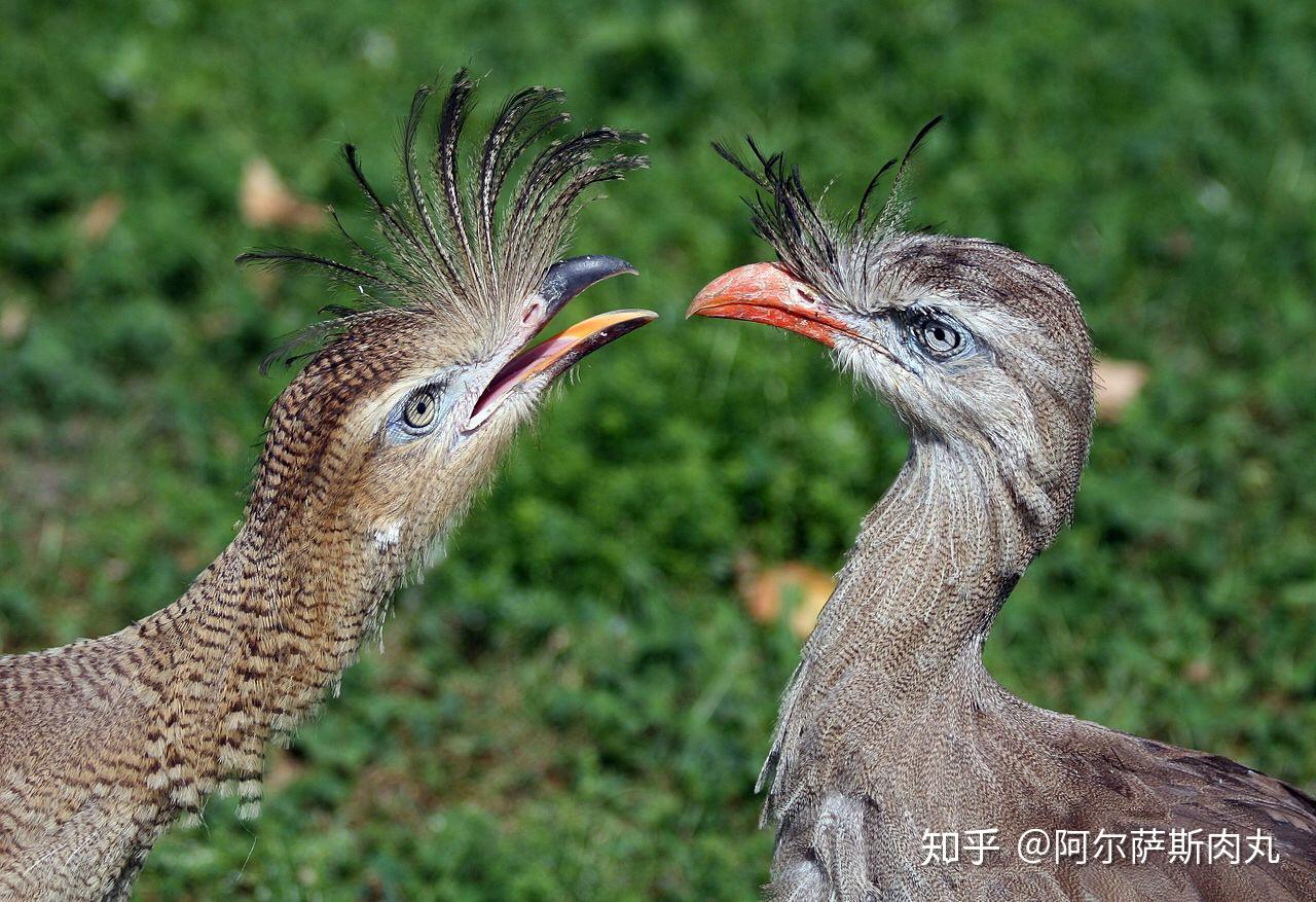 prehistoricpark丨史前公园1巨鸟奔腾骇鸟兴衰简史
