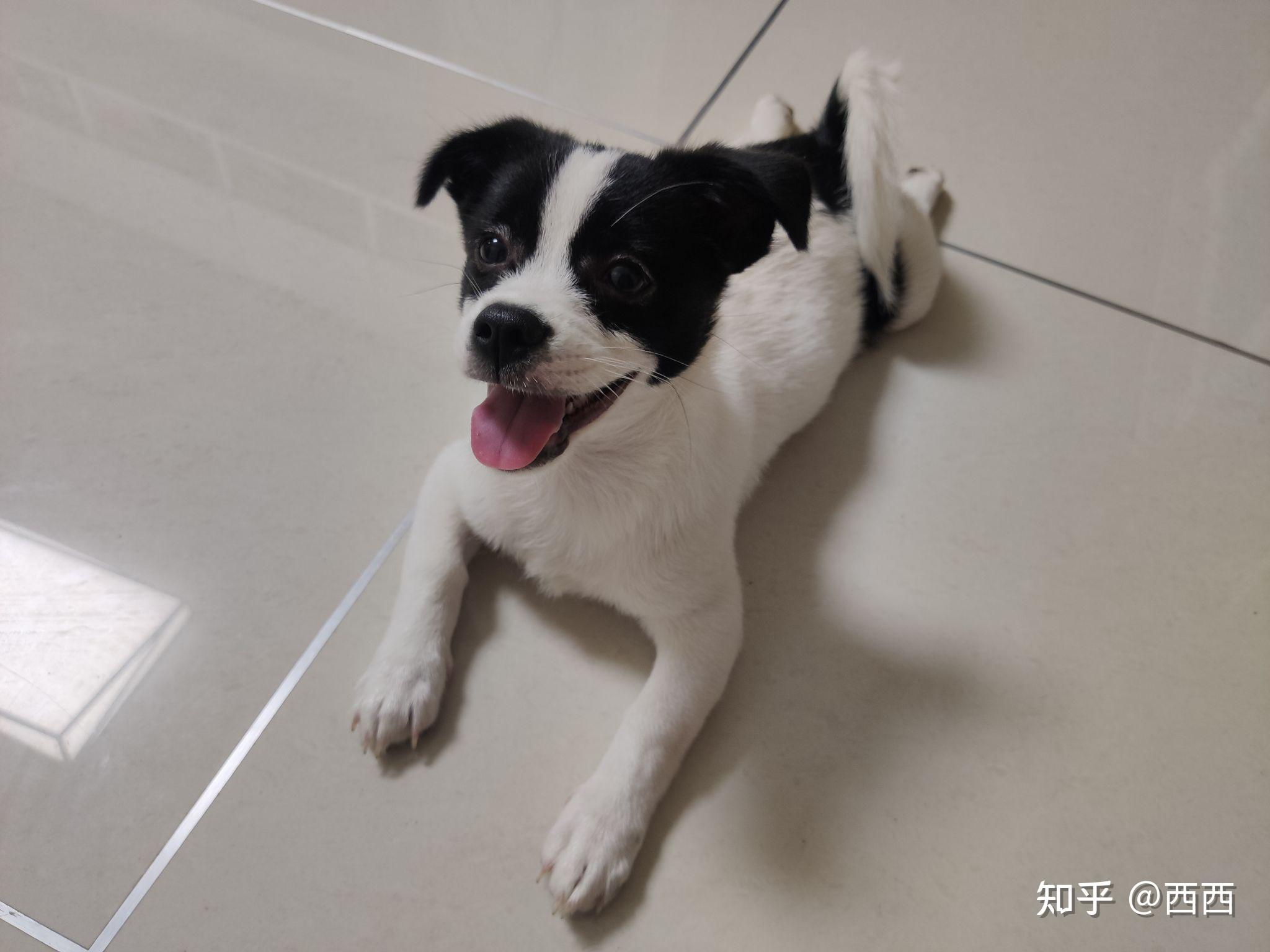 我们养狗,狗狗真的是开心的吗? - 知乎